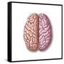 View of Human Brain from the Top-null-Framed Stretched Canvas