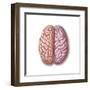 View of Human Brain from the Top-null-Framed Art Print