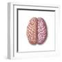 View of Human Brain from the Top-null-Framed Art Print