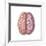 View of Human Brain from the Top-null-Framed Art Print