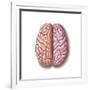 View of Human Brain from the Top-null-Framed Art Print