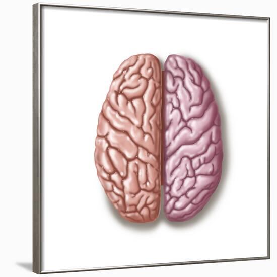 View of Human Brain from the Top-null-Framed Art Print