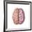 View of Human Brain from the Top-null-Framed Art Print