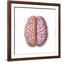 View of Human Brain from the Top-null-Framed Art Print