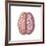 View of Human Brain from the Top-null-Framed Art Print