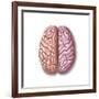 View of Human Brain from the Top-null-Framed Art Print