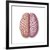 View of Human Brain from the Top-null-Framed Art Print