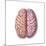 View of Human Brain from the Top-null-Mounted Art Print