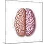 View of Human Brain from the Top-null-Mounted Art Print