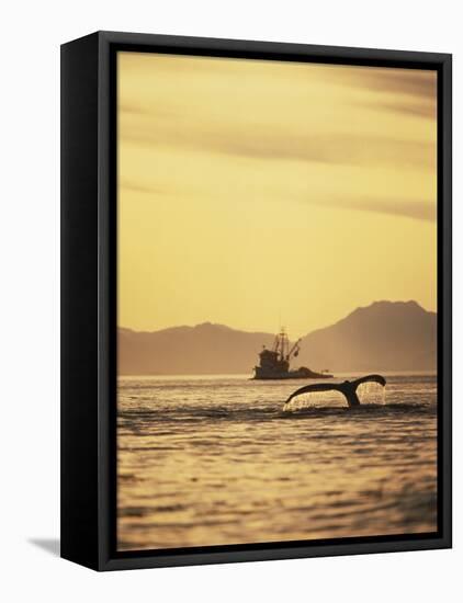 View of Humpback Whale Tail and Fishing Boat, Inside Passage, Alaska, USA-Stuart Westmoreland-Framed Stretched Canvas