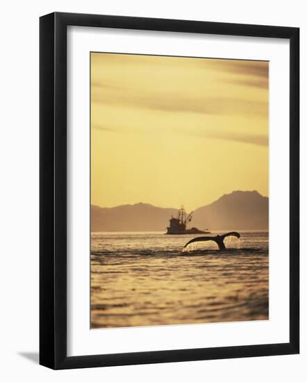 View of Humpback Whale Tail and Fishing Boat, Inside Passage, Alaska, USA-Stuart Westmoreland-Framed Photographic Print