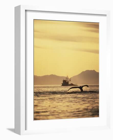 View of Humpback Whale Tail and Fishing Boat, Inside Passage, Alaska, USA-Stuart Westmoreland-Framed Photographic Print