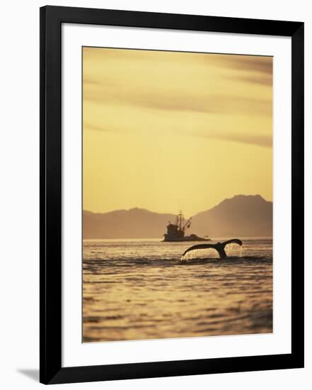 View of Humpback Whale Tail and Fishing Boat, Inside Passage, Alaska, USA-Stuart Westmoreland-Framed Photographic Print