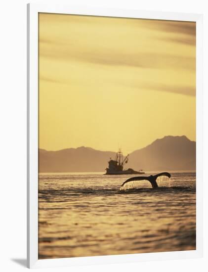 View of Humpback Whale Tail and Fishing Boat, Inside Passage, Alaska, USA-Stuart Westmoreland-Framed Photographic Print