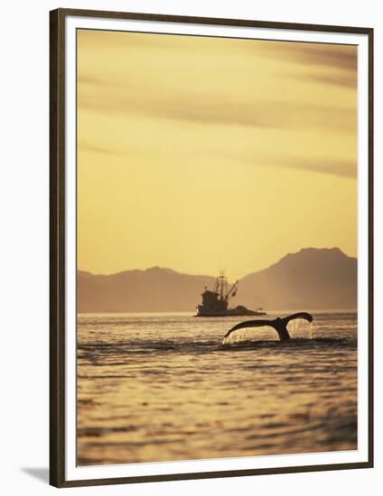 View of Humpback Whale Tail and Fishing Boat, Inside Passage, Alaska, USA-Stuart Westmoreland-Framed Photographic Print