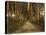 View of Imaichi-Unknown 19th Century Japanese Photographer-Stretched Canvas