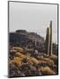 View of Incahuasi Island with its gigantic cacti, Salar de Uyuni, Daniel Campos Province, Potosi De-Karol Kozlowski-Mounted Photographic Print