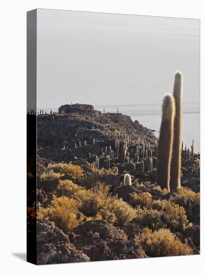 View of Incahuasi Island with its gigantic cacti, Salar de Uyuni, Daniel Campos Province, Potosi De-Karol Kozlowski-Stretched Canvas