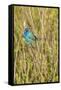 View of Indigo Bunting Perching on Twig-Gary Carter-Framed Stretched Canvas