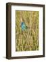 View of Indigo Bunting Perching on Twig-Gary Carter-Framed Photographic Print