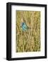 View of Indigo Bunting Perching on Twig-Gary Carter-Framed Photographic Print