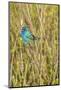 View of Indigo Bunting Perching on Twig-Gary Carter-Mounted Photographic Print