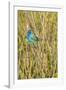 View of Indigo Bunting Perching on Twig-Gary Carter-Framed Photographic Print