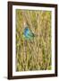 View of Indigo Bunting Perching on Twig-Gary Carter-Framed Photographic Print