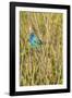 View of Indigo Bunting Perching on Twig-Gary Carter-Framed Photographic Print