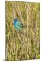 View of Indigo Bunting Perching on Twig-Gary Carter-Mounted Photographic Print