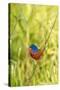 View of Indigo Painted Bunting Perching on Twig-Gary Carter-Stretched Canvas