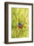 View of Indigo Painted Bunting Perching on Twig-Gary Carter-Framed Photographic Print