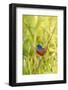 View of Indigo Painted Bunting Perching on Twig-Gary Carter-Framed Photographic Print