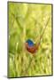 View of Indigo Painted Bunting Perching on Twig-Gary Carter-Mounted Photographic Print