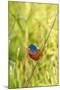 View of Indigo Painted Bunting Perching on Twig-Gary Carter-Mounted Photographic Print