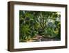 View of Kirstenbosch Botanical Garden, Cape Town, South Africa, Africa-G&M Therin-Weise-Framed Photographic Print