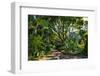 View of Kirstenbosch Botanical Garden, Cape Town, South Africa, Africa-G&M Therin-Weise-Framed Photographic Print