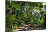 View of Kirstenbosch Botanical Garden, Cape Town, South Africa, Africa-G&M Therin-Weise-Mounted Photographic Print