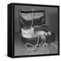 View of Kitten in Jewel Box-Philip Gendreau-Framed Stretched Canvas
