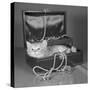 View of Kitten in Jewel Box-Philip Gendreau-Stretched Canvas