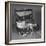 View of Kitten in Jewel Box-Philip Gendreau-Framed Photographic Print