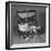 View of Kitten in Jewel Box-Philip Gendreau-Framed Photographic Print