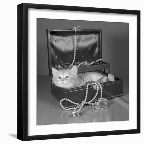 View of Kitten in Jewel Box-Philip Gendreau-Framed Photographic Print