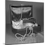 View of Kitten in Jewel Box-Philip Gendreau-Mounted Photographic Print