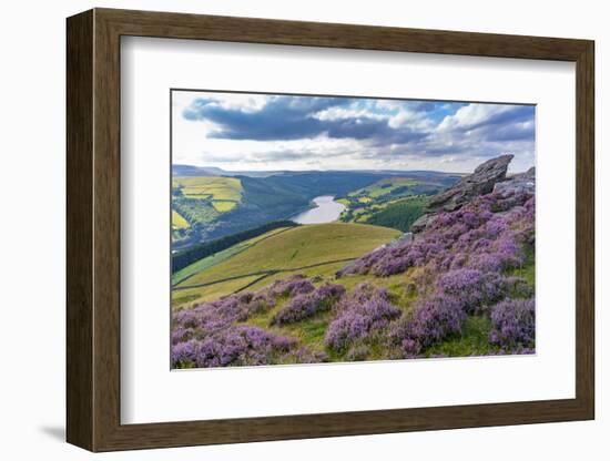 View of Ladybower Reservoir and flowering purple heather on Derwent Edge-Frank Fell-Framed Photographic Print