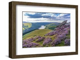 View of Ladybower Reservoir and flowering purple heather on Derwent Edge-Frank Fell-Framed Photographic Print