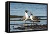 View of Laughing Gull Standing in Water-Gary Carter-Framed Stretched Canvas