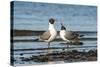 View of Laughing Gull Standing in Water-Gary Carter-Stretched Canvas