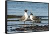 View of Laughing Gull Standing in Water-Gary Carter-Framed Stretched Canvas