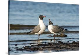 View of Laughing Gull Standing in Water-Gary Carter-Stretched Canvas